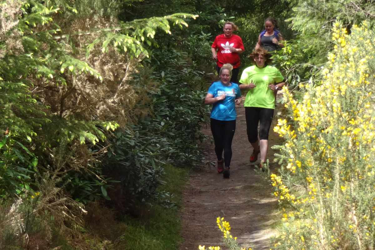 photo of a group of runners going down a wooded trail surrounded by the yellow Broom bushes in flower.