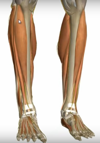 diagram showing the anatomy of the leg